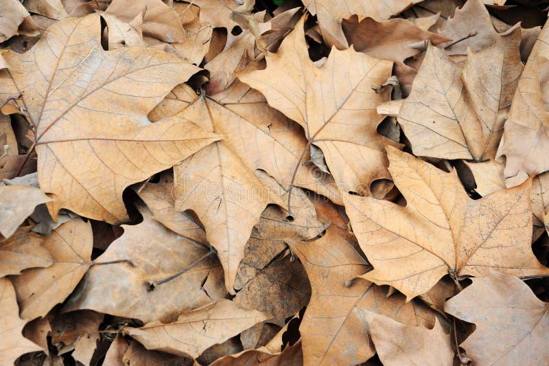 Many fallen phoenix tree leaves on the ground. Many fallen phoenix tree leaves on the ground.