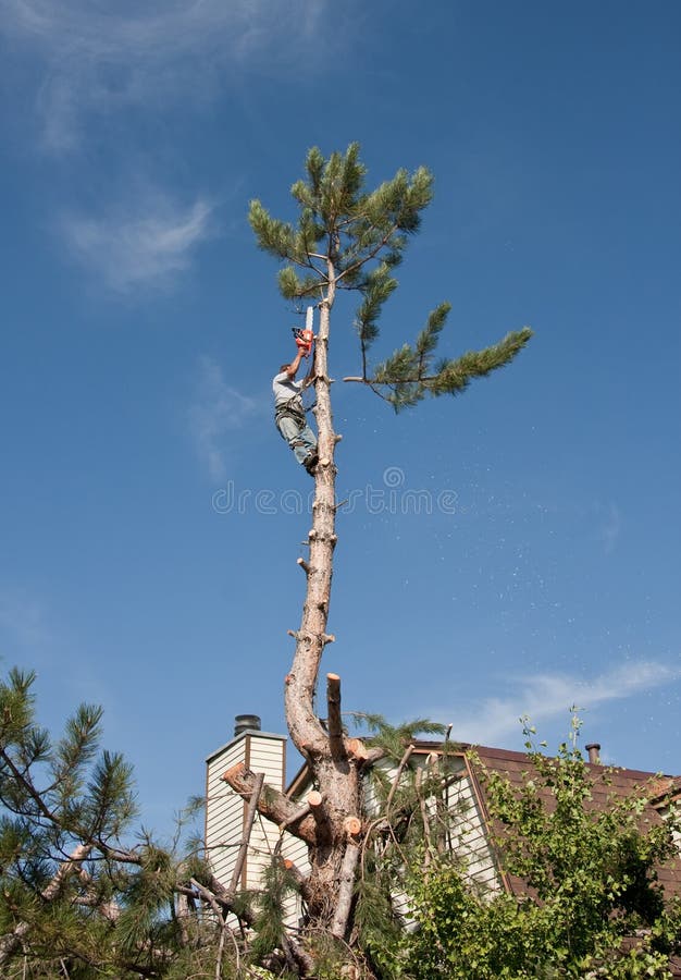 Residential tree trimming, topping and removal. Residential tree trimming, topping and removal.