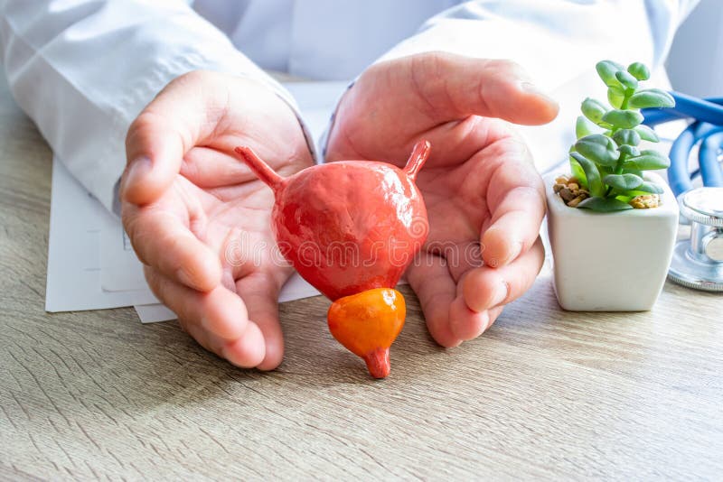 保护、治疗、预防和赞助泌尿学中前列腺、男性生殖系统免受疾病、病理的影响 免版税库存照片