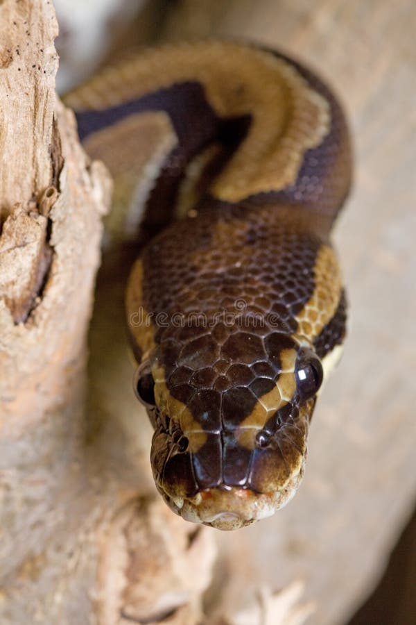 在树干的皇家Python.
