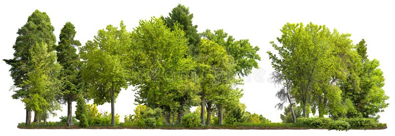 Row of green trees and shrubs in summer isolated on white background. Cutout forestcape. High quality mask. Also available on transparent background in PNG format. Row of green trees and shrubs in summer isolated on white background. Cutout forestcape. High quality mask. Also available on transparent background in PNG format.