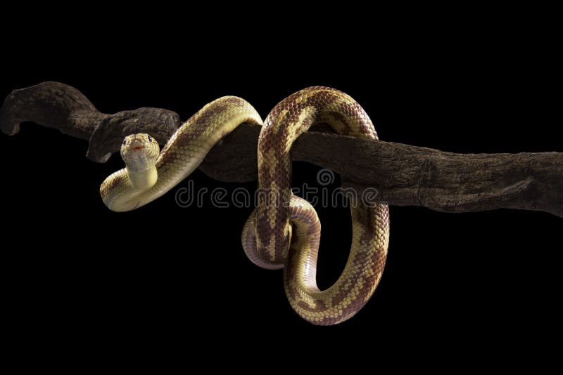 California Kingsnake on the tree. California Kingsnake on the tree