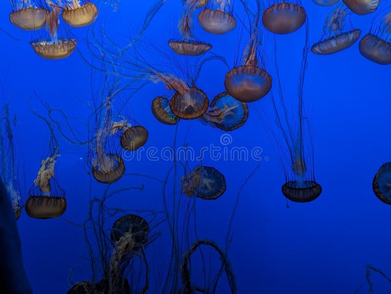 加利福尼亚海洋生物系列 - 月亮水母 - 蒙特雷湾 库存照片