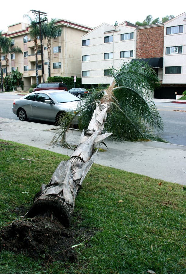 Worst storm in California knocked down the palm tree. Worst storm in California knocked down the palm tree