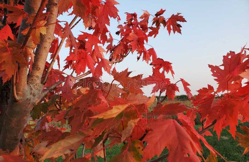 Remaining sunlight at dusk enhances red Canadian Maple leaves in this open area close to the Wilmot Recreation Complex in Wilmot, Ontario. Remaining sunlight at dusk enhances red Canadian Maple leaves in this open area close to the Wilmot Recreation Complex in Wilmot, Ontario.