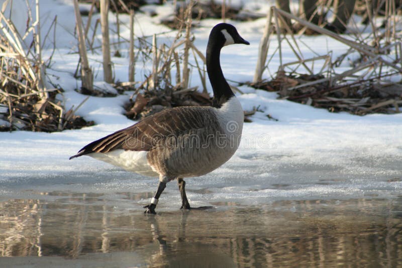 Banded Canadian goose wading in springtime. Banded Canadian goose wading in springtime