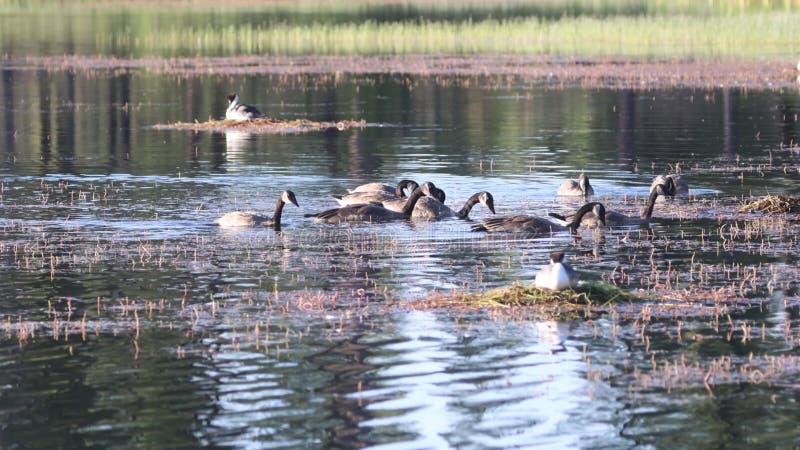 加拿大鹅在西大绿洲觅食 股票录像