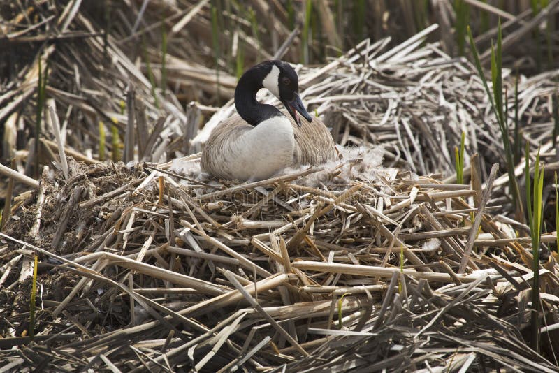 Canada goose sitting on a nest with eggs, with her head to one side, bill open, in a marsh at Great Meadows National Wildlife Refuge in Concord, Massachusetts. Scientific name is Branta canadensis. Canada goose sitting on a nest with eggs, with her head to one side, bill open, in a marsh at Great Meadows National Wildlife Refuge in Concord, Massachusetts. Scientific name is Branta canadensis.