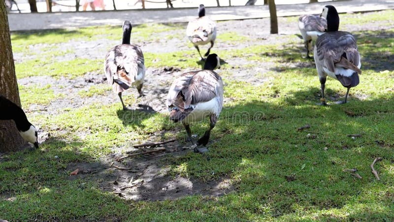 加拿大鹅觅草 股票视频