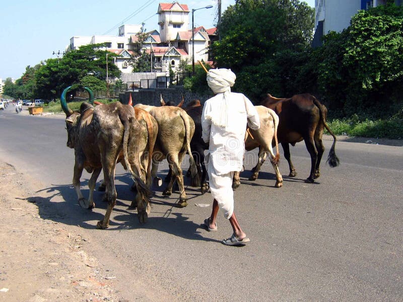 Bullocks and cows walk down the road back to their home with their master who is an elderly farmer. Bullocks and cows walk down the road back to their home with their master who is an elderly farmer.