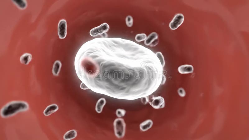 动画展示了血液中细菌和红细胞复杂精细的运动和相互作用。深红色和灰色 皇族释放例证