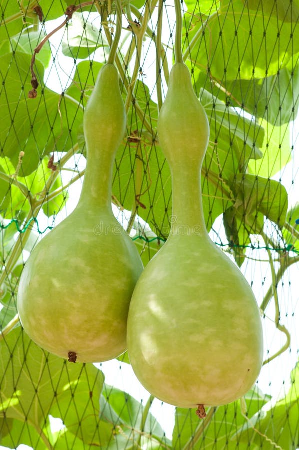 葫芦 免版税库存图片
