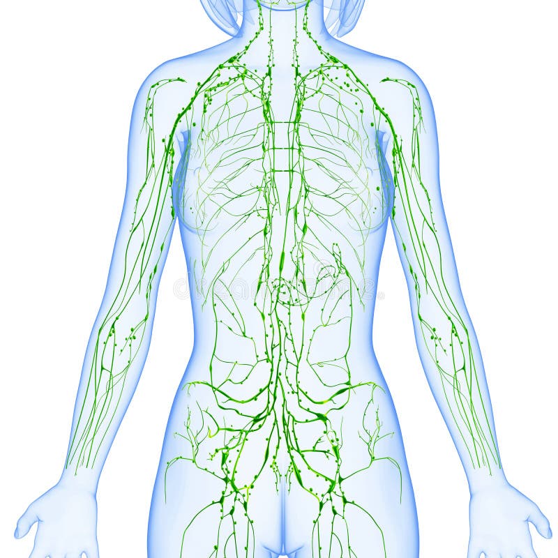 Female anatomy illustration of the lymphatic system of male half body. Female anatomy illustration of the lymphatic system of male half body