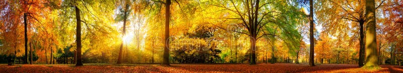 Extra wide panorama of a gorgeous forest in autumn, a scenic landscape with pleasant warm sunshine. Extra wide panorama of a gorgeous forest in autumn, a scenic landscape with pleasant warm sunshine