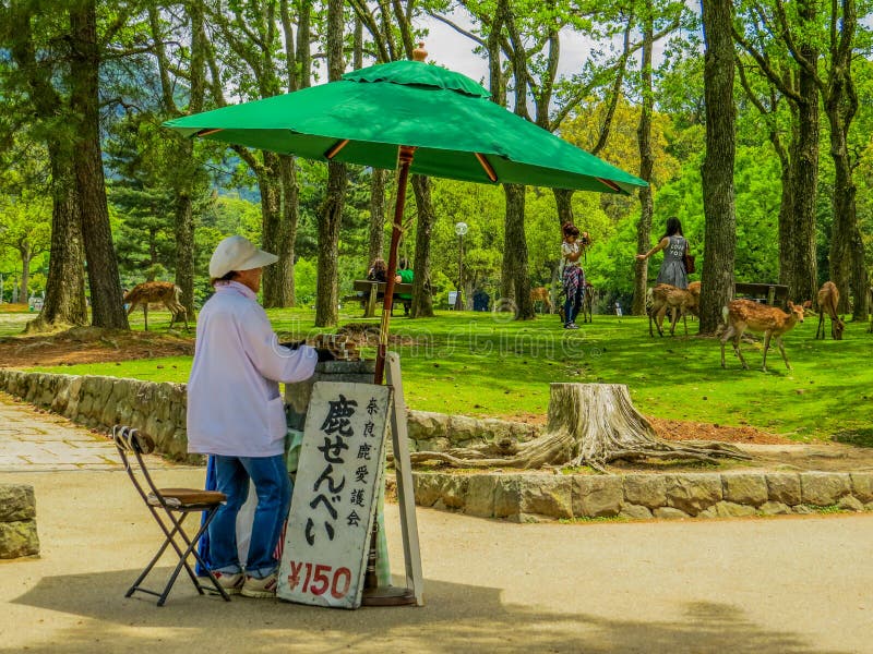 A woman selling snacks with deers in the background in Nara Park, Japan. A woman selling snacks with deers in the background in Nara Park, Japan