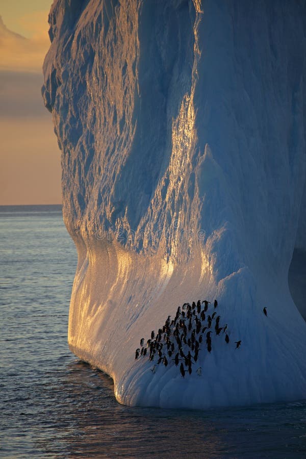 南极洲chinstrap冰山企鹅休息