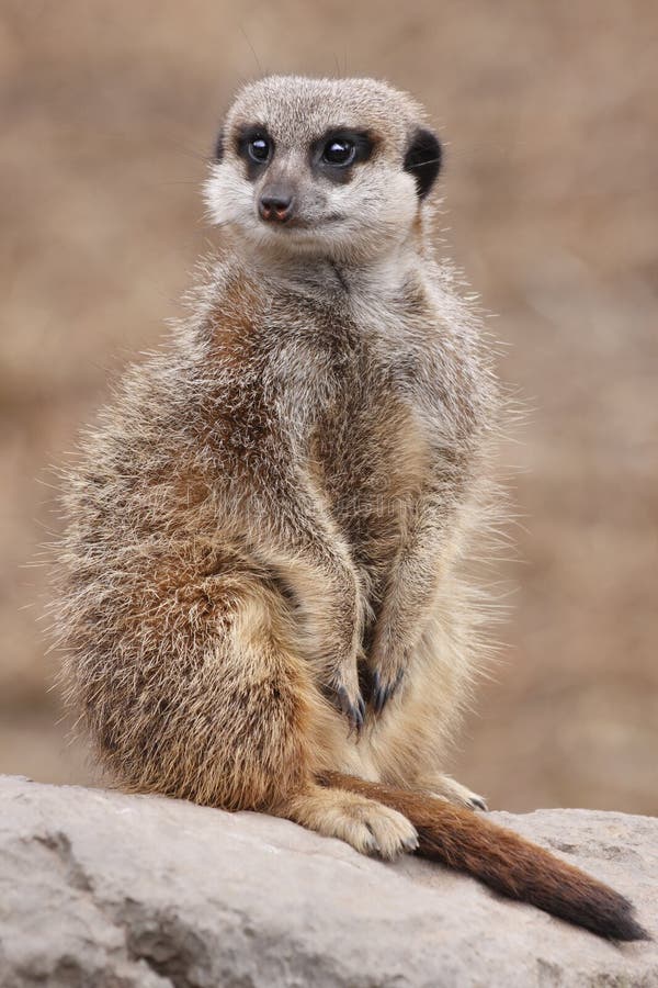 卫兵meerkat
