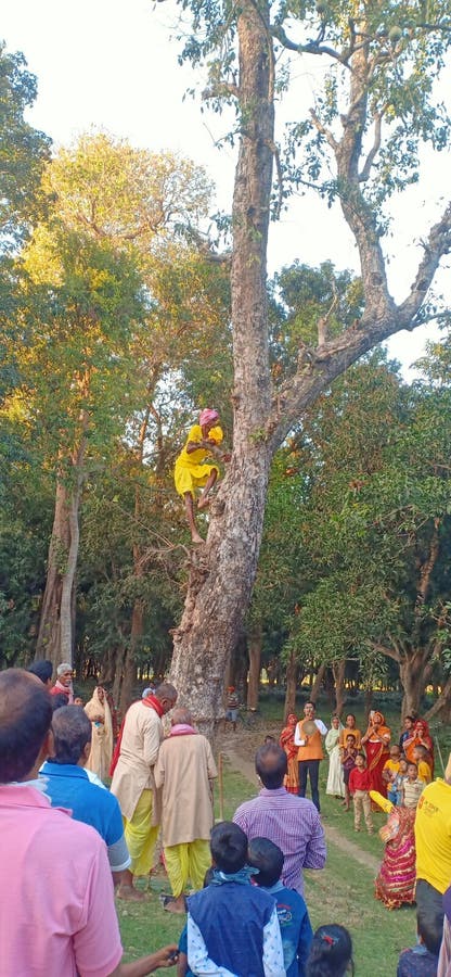 印度马杜巴尼一个年轻人爬树寻找联合水果 图库摄影 印度马杜巴尼一个年轻人爬树寻找联合水果 图库摄影
