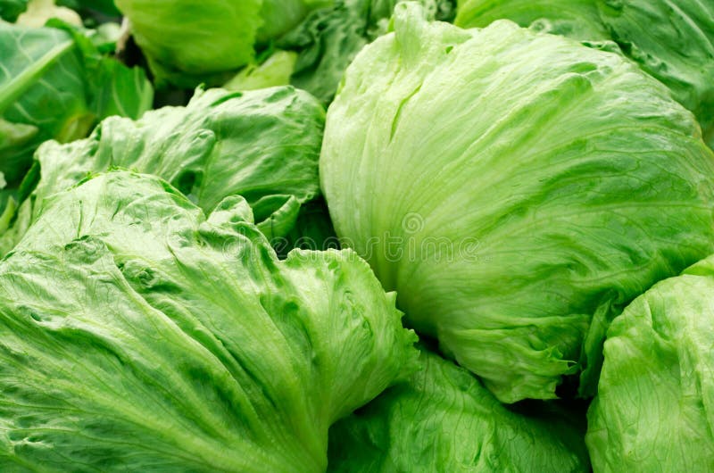 Iceberg lettuce on a market place. Soft diffused lighting a bit from behind. Soft reflexes. Iceberg lettuce on a market place. Soft diffused lighting a bit from behind. Soft reflexes.