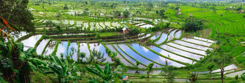 Landscape of beautiful rice terraced field full of water at Central Bali Indonesia. Landscape of beautiful rice terraced field full of water at Central Bali Indonesia