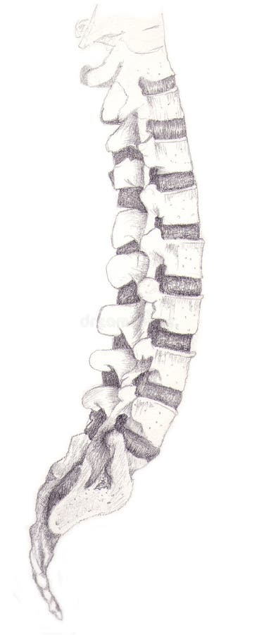 Anatomical study of the human spine realized with pencils. Anatomical study of the human spine realized with pencils