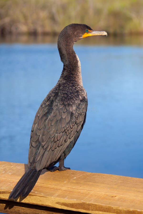 Double crested cormorant in Everglades National Park, Florida. Double crested cormorant in Everglades National Park, Florida.