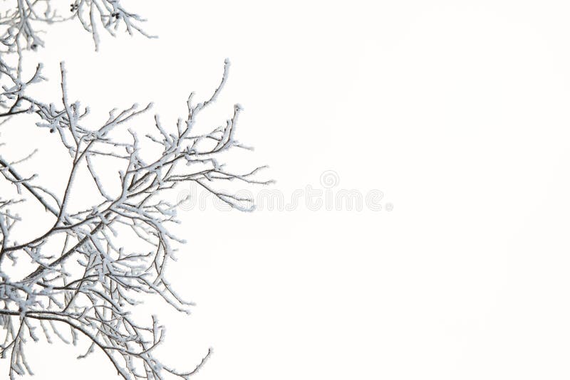 反对白色天空的冻结和多雪的树枝在一个晴朗的冬日 图库摄影 反对白色天空的冻结和多雪的树枝在一个晴朗的冬日 图库摄影