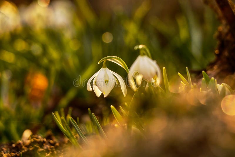 发光在庭院的复活节花的早晨光 Galanthus nivalis长大 Snowdrop射击在早晨 第一花春天 库存图片 发光在庭院的复活节花的早晨光 Galanthus nivalis长大 Snowdrop射击在早晨 第一花春天 库存图片