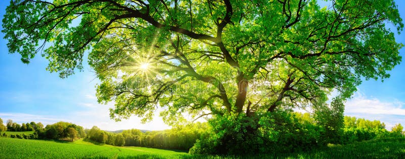 The sun shining through a majestic green oak tree on a meadow, with clear blue sky in the background, panorama format. The sun shining through a majestic green oak tree on a meadow, with clear blue sky in the background, panorama format