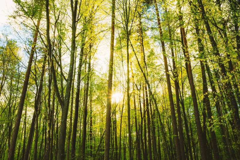 Spring Sun Shining Through Trunks Of Tall Trees Woods In Forest In European Part Of Russia. Sunlight In Mixed Forest, Summer Nature. Branches Of Different Deciduous Trees Summer Background. Nobody. Spring Sun Shining Through Trunks Of Tall Trees Woods In Forest In European Part Of Russia. Sunlight In Mixed Forest, Summer Nature. Branches Of Different Deciduous Trees Summer Background. Nobody