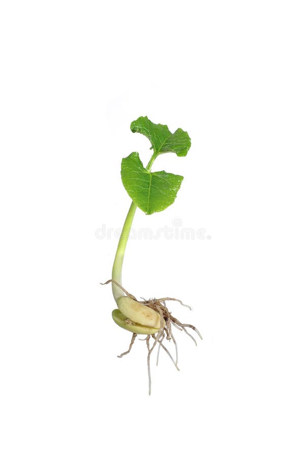 Germinating bean on white background. Germinating bean on white background