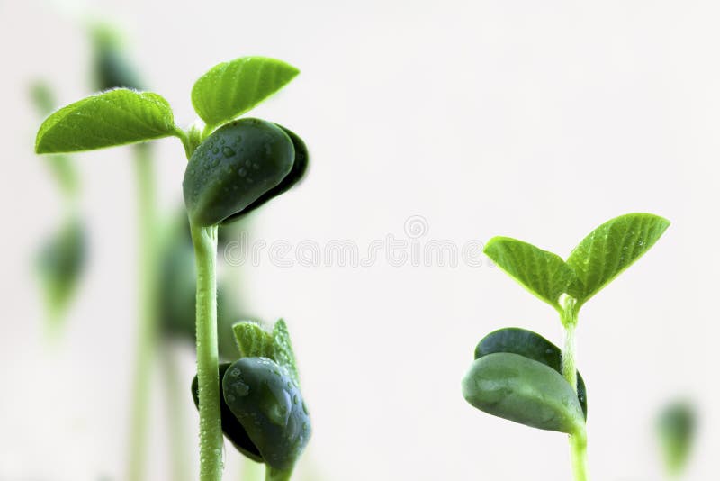 Bean seeds are sprouting into small delicate seedings. Bean seeds are sprouting into small delicate seedings.