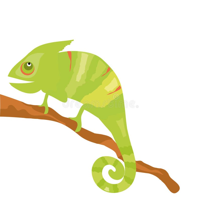 Wild chameleon on the branch. Wild chameleon on the branch