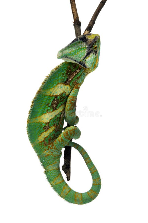 Isolated chameleon on a branch over white background. Isolated chameleon on a branch over white background