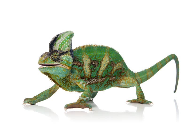 Green chameleon isolated over white background. Green chameleon isolated over white background