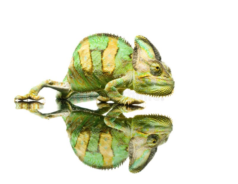 Small Chameleon. Isolation on white. Small Chameleon. Isolation on white