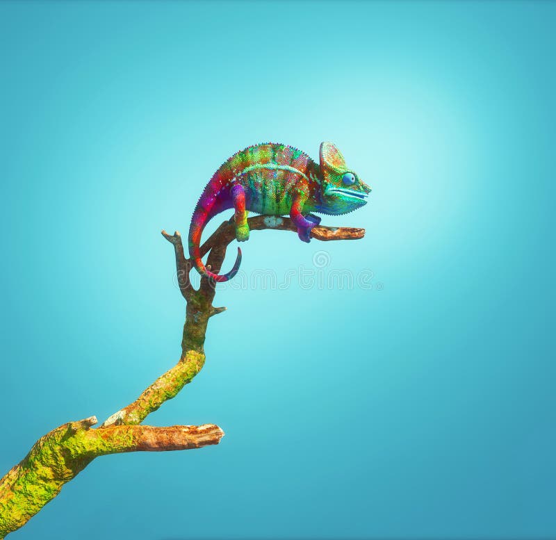 Colorful chameleon on a branch isolated on blue background. This is a 3d render illustration. Colorful chameleon on a branch isolated on blue background. This is a 3d render illustration