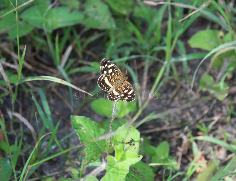 A beautiful Anthanassa tulcis neotropical species butterfly with open wings, so, dorsal view. Nymphalidae family, Melitaeini tribe. Known as the pale-banded crescent butterfly. Can be found in open fields from Argentina north through Central America and Mexico to South Texas. Seen near Petén Itzá lake not far from Maya Biosphere Reserve (MBR), Petén department, Guatemala. Distribution and population threatened by climate change. A beautiful Anthanassa tulcis neotropical species butterfly with open wings, so, dorsal view. Nymphalidae family, Melitaeini tribe. Known as the pale-banded crescent butterfly. Can be found in open fields from Argentina north through Central America and Mexico to South Texas. Seen near Petén Itzá lake not far from Maya Biosphere Reserve (MBR), Petén department, Guatemala. Distribution and population threatened by climate change