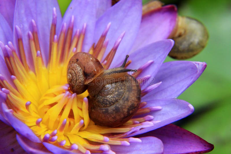 2 small snails are on a purple waterlily flower, it is very interesting to observe this little creature. 2 small snails are on a purple waterlily flower, it is very interesting to observe this little creature