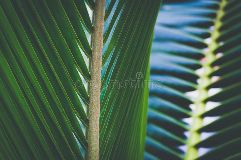 可可椰子树,美好的热带背景 免版税库存照片 可可椰子树,美好的热带背景 免版税库存照片