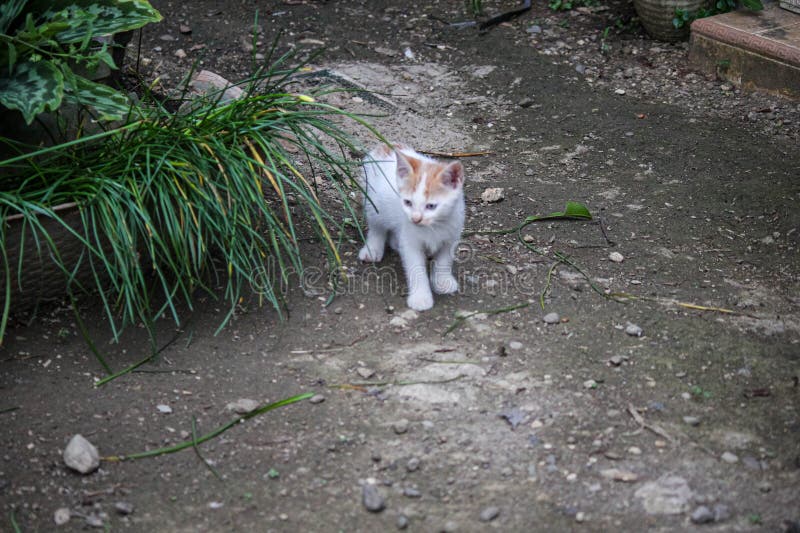 可爱的小猫围着郁郁葱葱的花园植物玩耍，这些植物有泥土地1 免版税库存照片