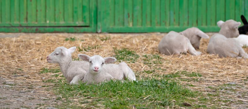 white newborn lamb lying down. white newborn lamb lying down