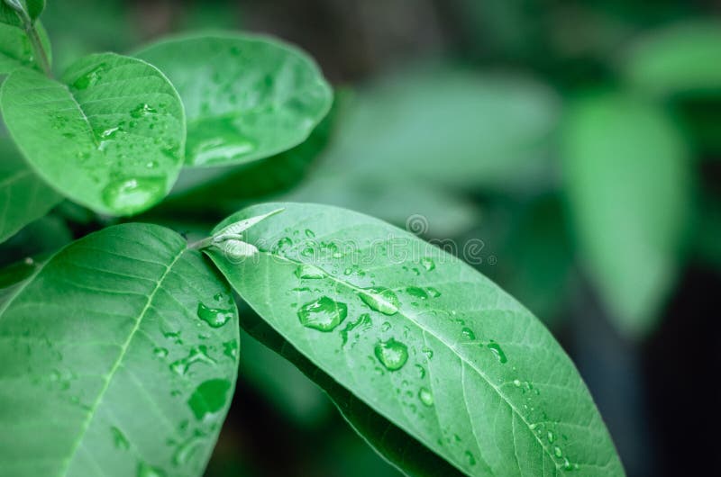 叶子上溅出的水 雨季新鲜自然细节后绿叶上滴水 图库摄影