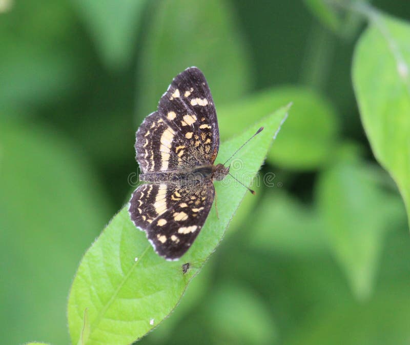 A beautiful Anthanassa tulcis neotropical species butterfly, Nymphalidae family, on a leaf with open wings, dorsal view. Known as the Pale-banded Crescent butterfly. Can be found in open fields from Argentina north through Central America and Mexico to South Texas. Observed at Petén Itzá lake near Maya Biosphere Reserve (MBR), Petén department, Guatemala. As all pollinators this butterfly population and distribution is threatened by climate change. A beautiful Anthanassa tulcis neotropical species butterfly, Nymphalidae family, on a leaf with open wings, dorsal view. Known as the Pale-banded Crescent butterfly. Can be found in open fields from Argentina north through Central America and Mexico to South Texas. Observed at Petén Itzá lake near Maya Biosphere Reserve (MBR), Petén department, Guatemala. As all pollinators this butterfly population and distribution is threatened by climate change.