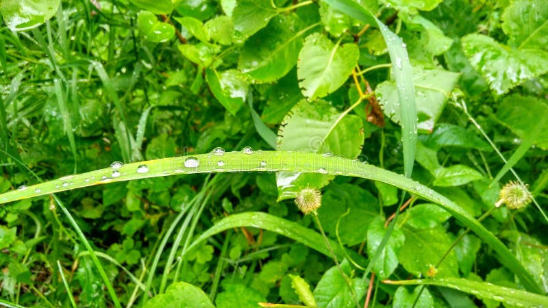 叶子下落绿色植物群03 07 19 免版税库存图片