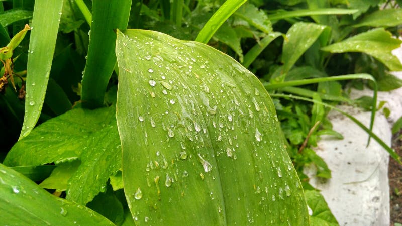 叶子投下水雨绿色03 07 19 免版税库存照片