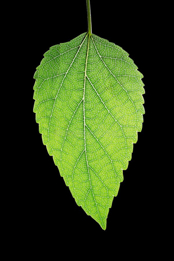 桑叶 免版税库存照片