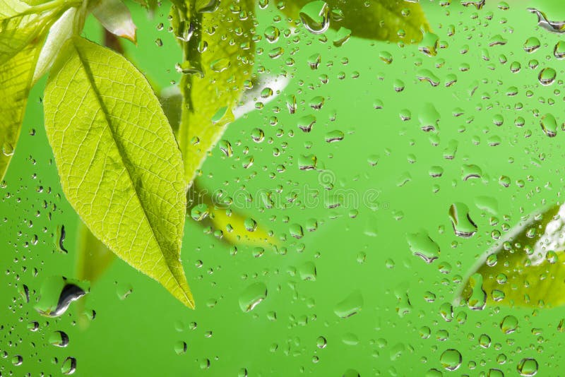 叶子雨春天 免版税库存照片 叶子雨春天 免版税库存照片