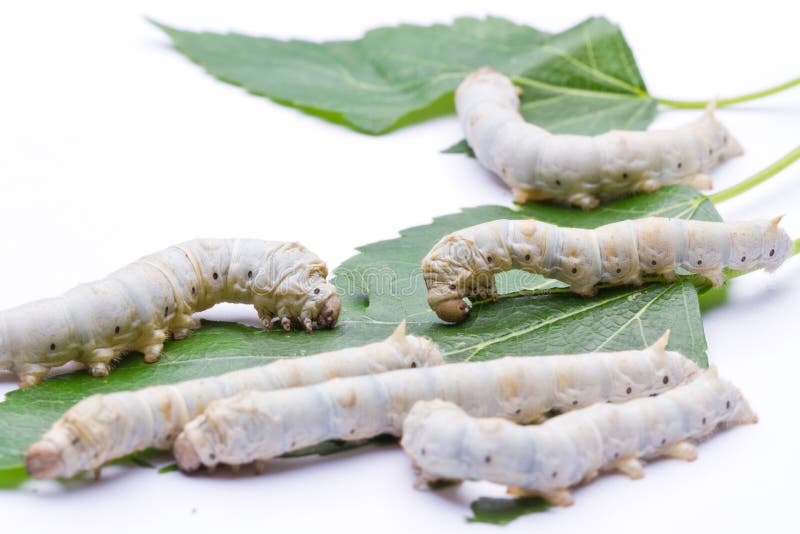 蚕在吃桑叶 免版税库存照片