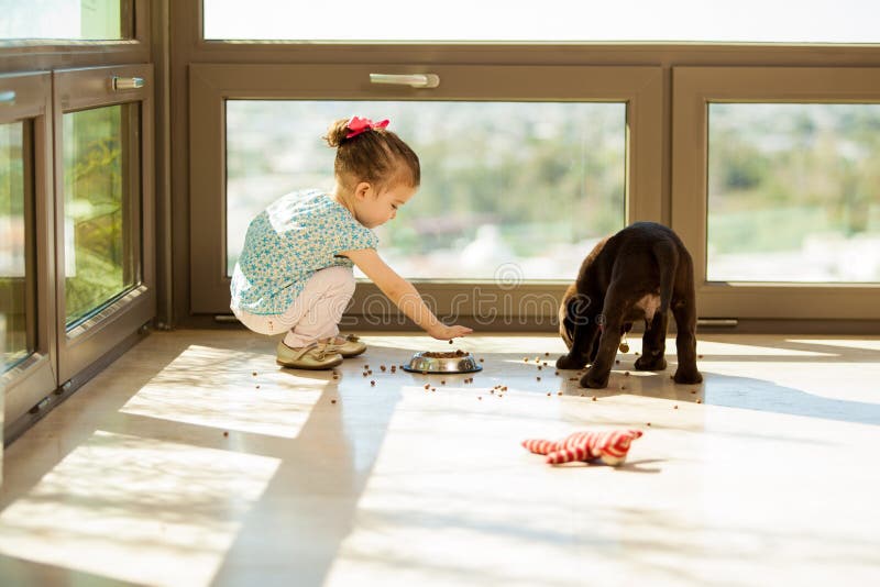 Pretty little girl helping his dog pick up his food in the living room. Pretty little girl helping his dog pick up his food in the living room